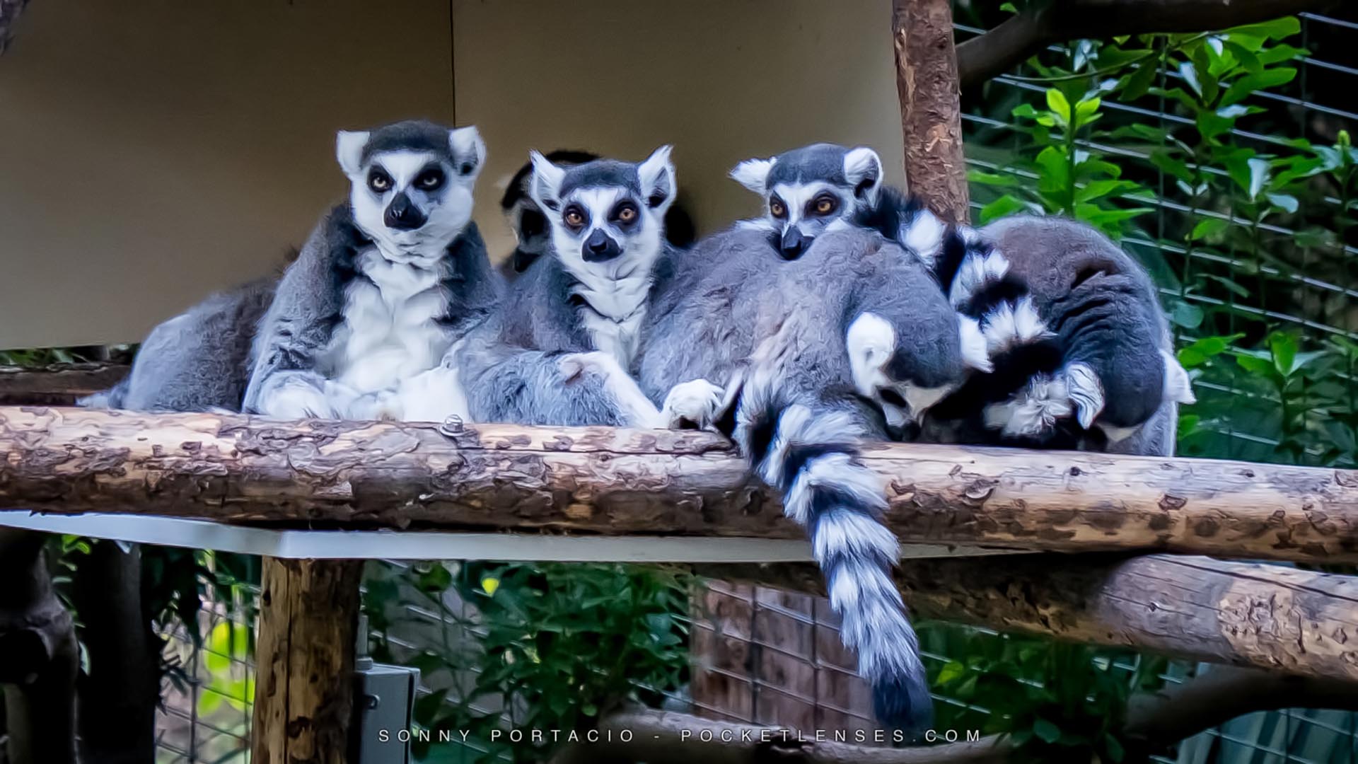 Tips: How to Photograph Animals at a Zoo | Pocket Lenses